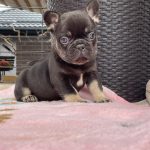 Deni French Bulldog