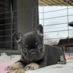 Dart-male-French-Bulldog-puppy-for-sale-2
