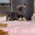 Dart-male-French-Bulldog-puppy-for-sale-3