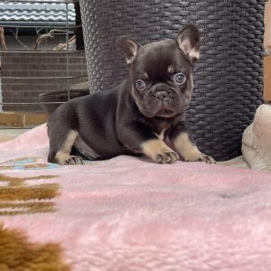 Dart French Bulldog