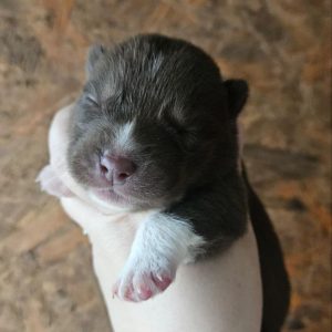 Darwin