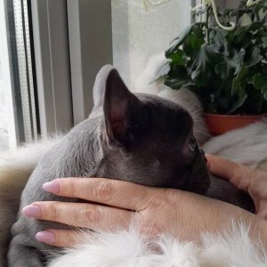 Deni French Bulldog