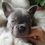Deni-male-French-Bulldog-puppy-for-sale-1 (2)