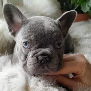 Deni French Bulldog