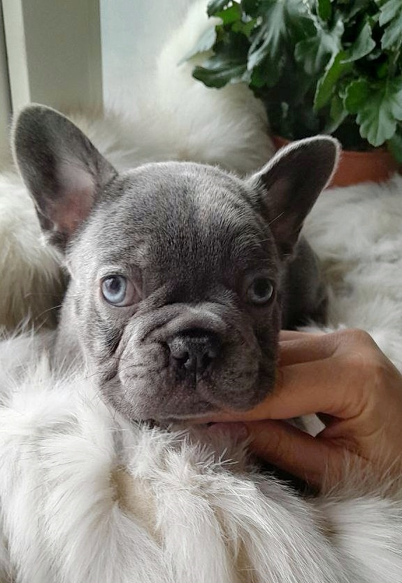 Deni French Bulldog