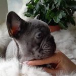 Deni-male-French-Bulldog-puppy-for-sale-1 (3)