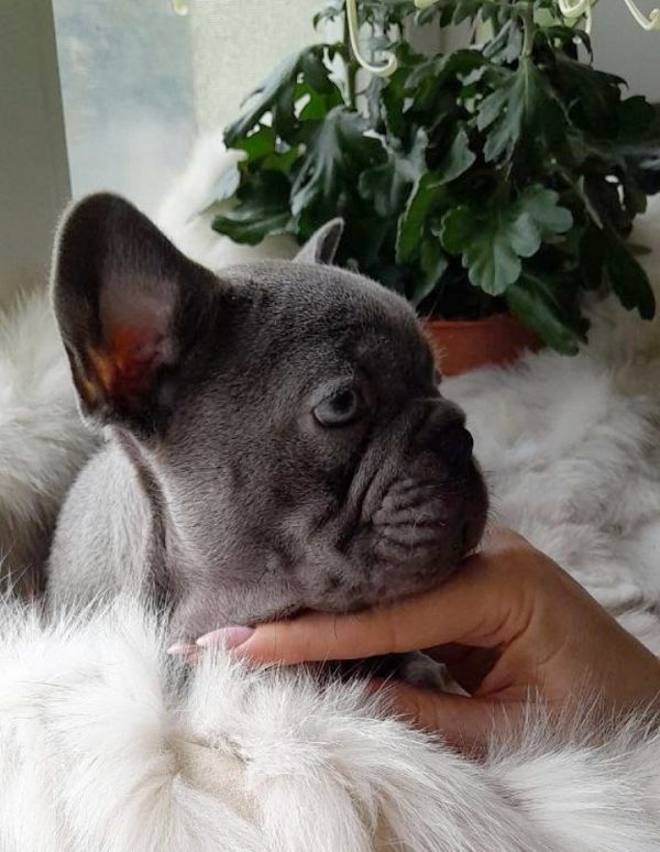 Deni French Bulldog