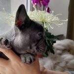 Deni-male-French-Bulldog-puppy-for-sale-1 (4)