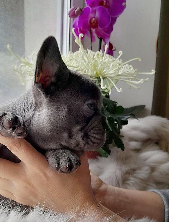 Deni French Bulldog