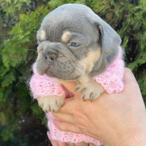 Dixie French Bulldog