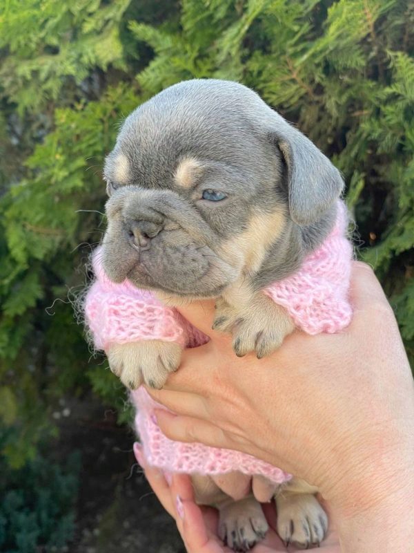 Dixie French Bulldog