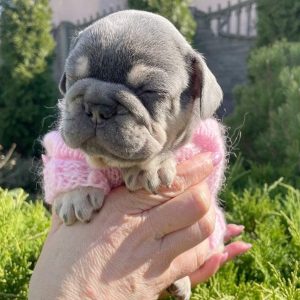 Dixie French Bulldog