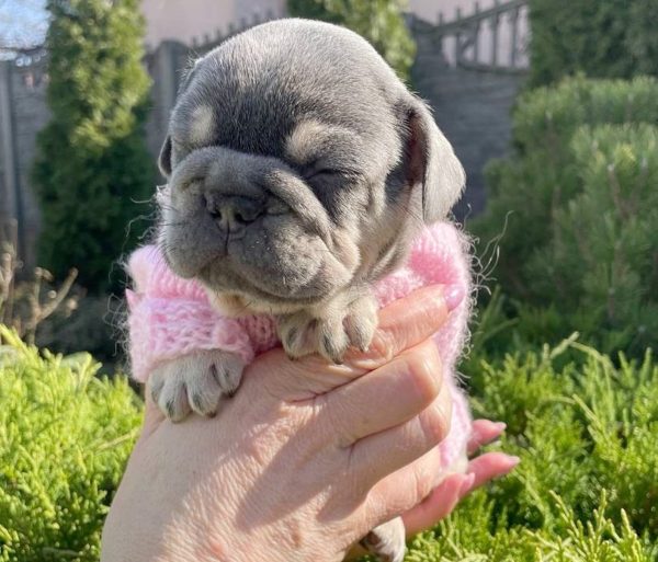Dixie French Bulldog