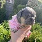 Dixie-female-French-Bulldog-puppy-for-sale-1 (3)