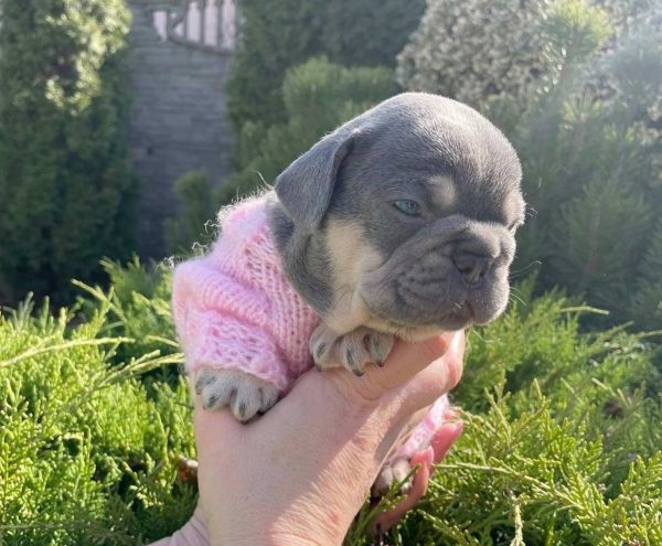 Dixie French Bulldog