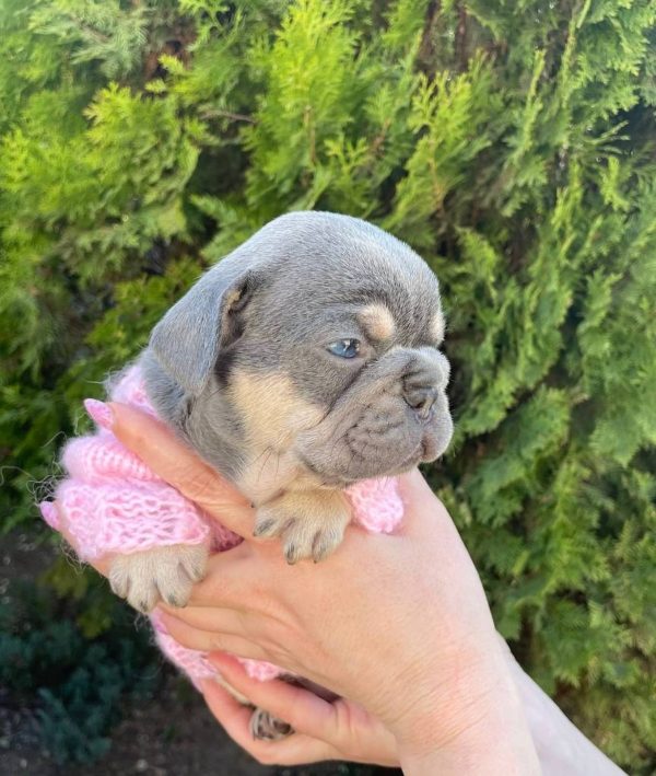 Dixie French Bulldog