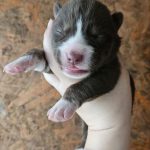 Dora Siberian Husky