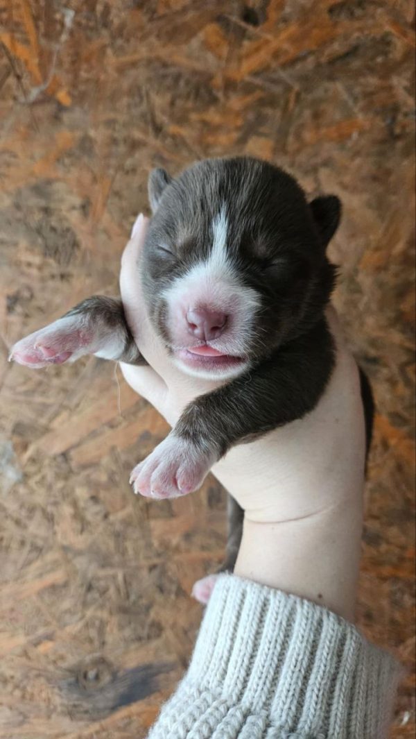 Domino Siberian Husky