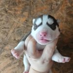 Dora-female-Siberian-Husky-puppy-for-sale-1