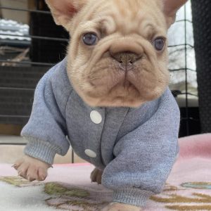 Dors Big Rope French Bulldog