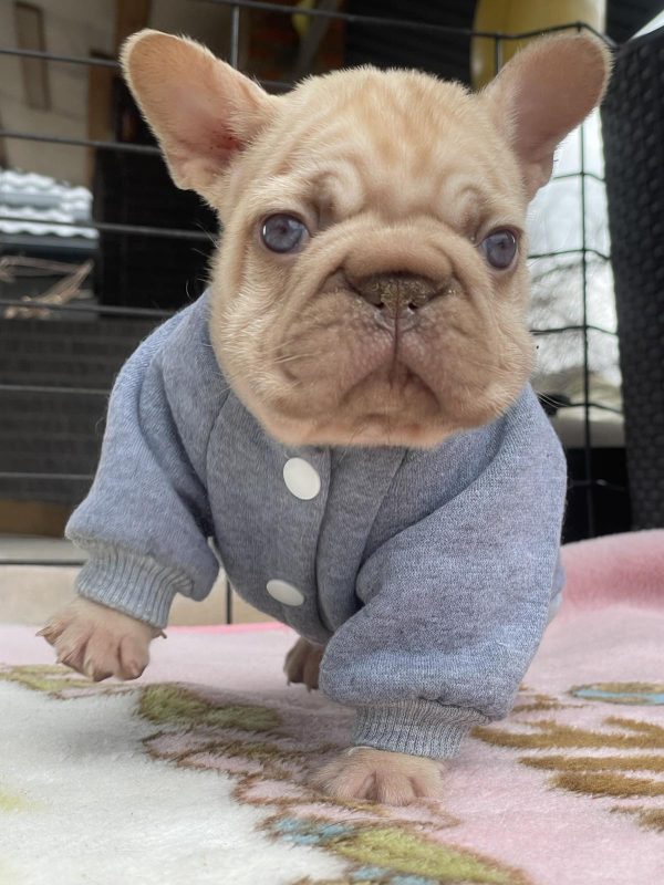 Dors Big Rope French Bulldog