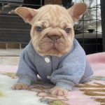 Dors-male-French-Bulldog-puppy-for-sale-2