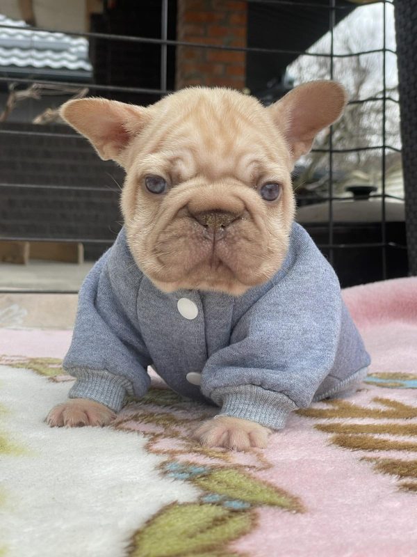 Dors Big Rope French Bulldog