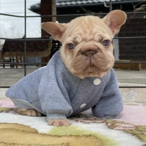 Dors Big Rope French Bulldog