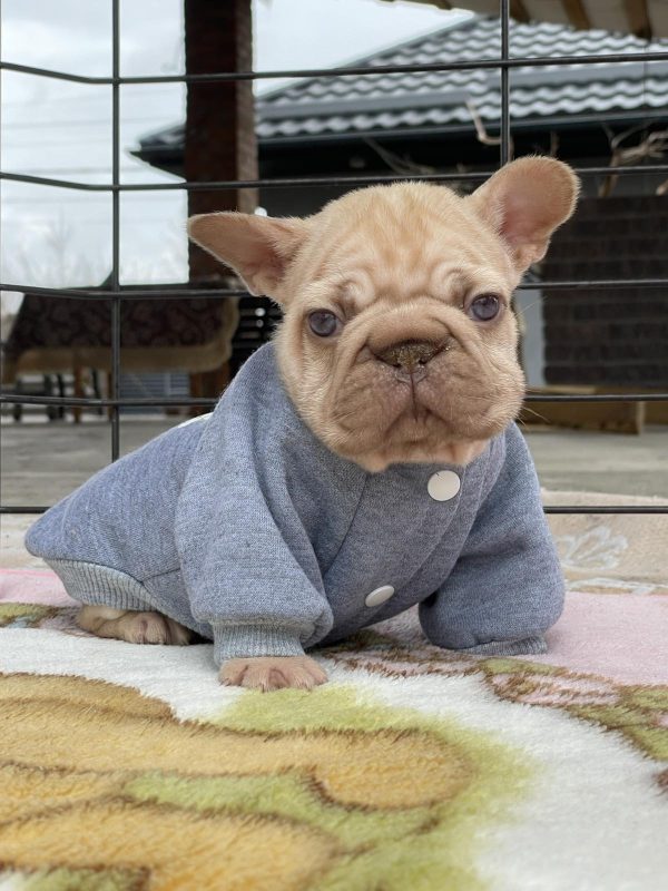 Dors Big Rope French Bulldog