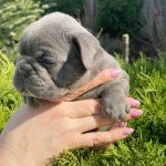 Draco-male-French-Bulldog-puppy-for-sale-1 (1)