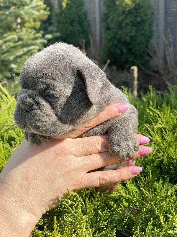 Draco French Bulldog