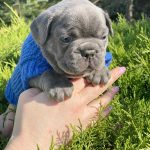 Dixie French Bulldog