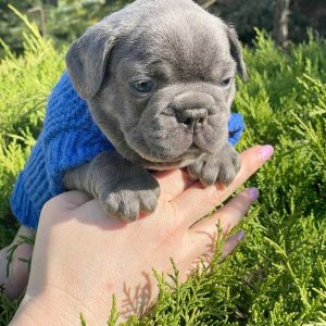 Draco French Bulldog