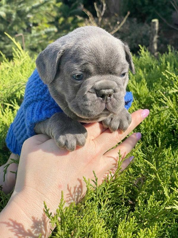 Draco French Bulldog