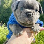 Draco-male-French-Bulldog-puppy-for-sale-1 (3)