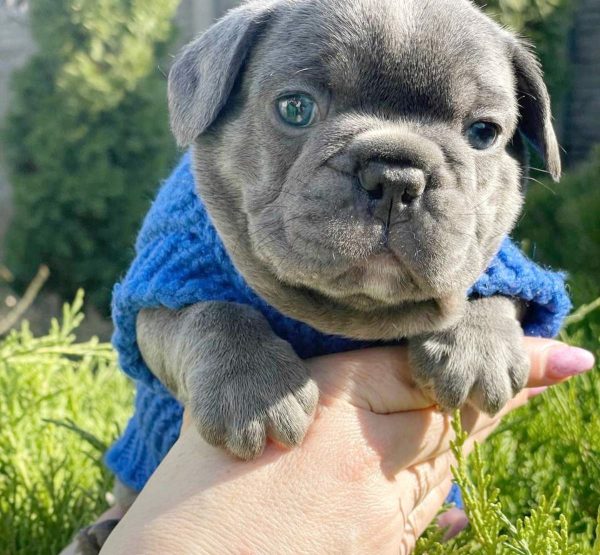 Draco French Bulldog