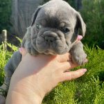 Draco-male-French-Bulldog-puppy-for-sale-1 (4)