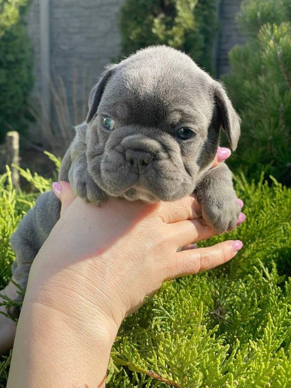 Draco French Bulldog