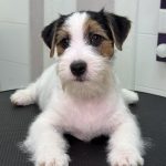 Indiana Jack Russell Terrier