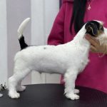 Dragon-male-Jack-Russell-Terrier-puppy-for-sale-1 (2)