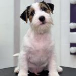Dragon-male-Jack-Russell-Terrier-puppy-for-sale-1 (3)