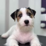 Dragon-male-Jack-Russell-Terrier-puppy-for-sale-1 (4)