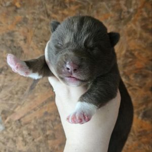 Duke
