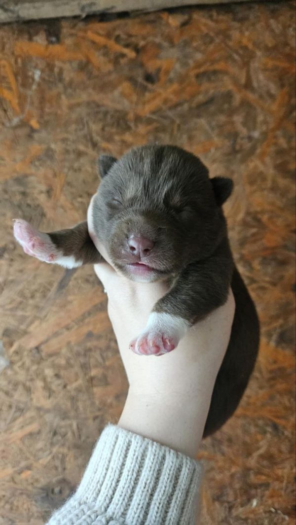 Duke Siberian Husky