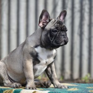 Efim French Bulldog