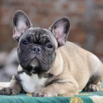 Vikentina French Bulldog