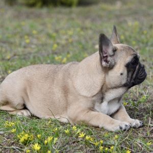 Elika French Bulldog