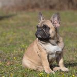Elva French Bulldog