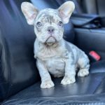 Dixie French Bulldog