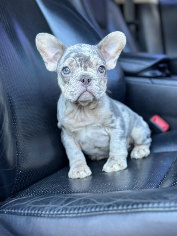 Eliza French Bulldog